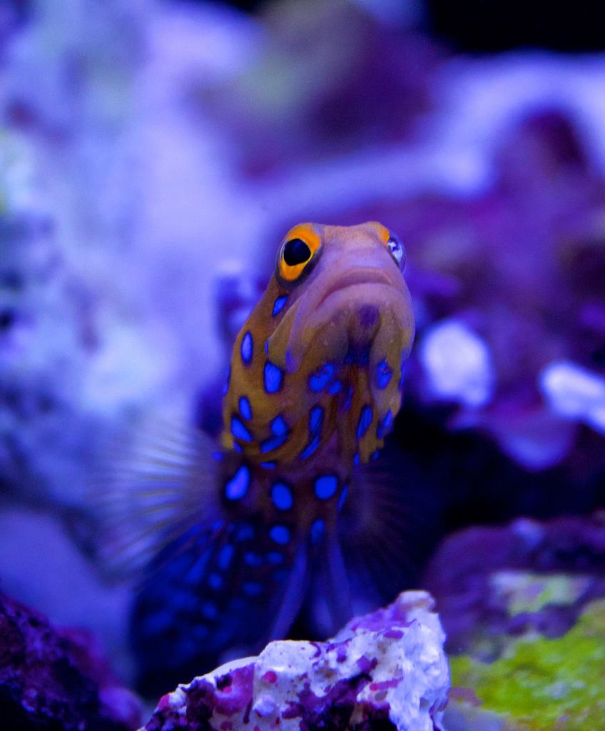 Blue Spotted Jawfish