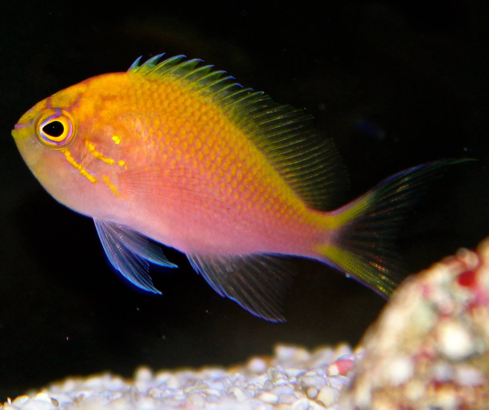 Sunburst Anthia